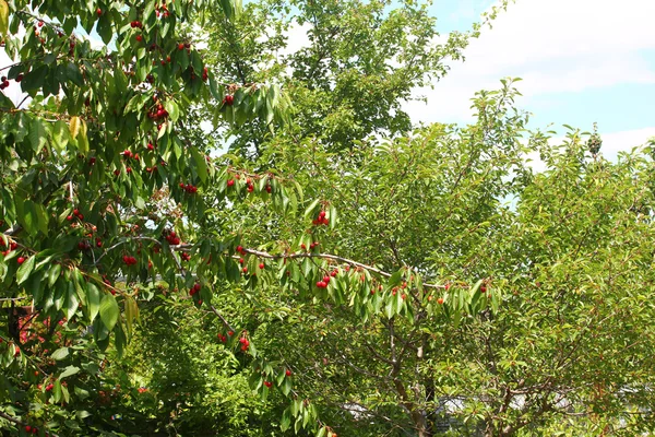 Cerejas e céu — Fotografia de Stock