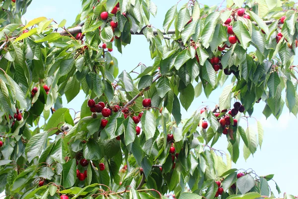 Cerejas e céu — Fotografia de Stock