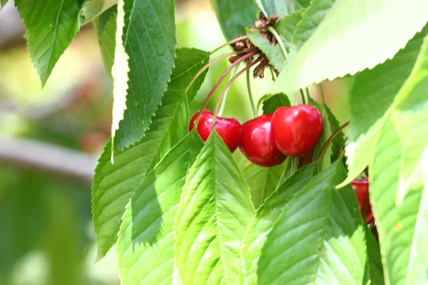 Kvistar och frukter av körsbär — Stockfoto
