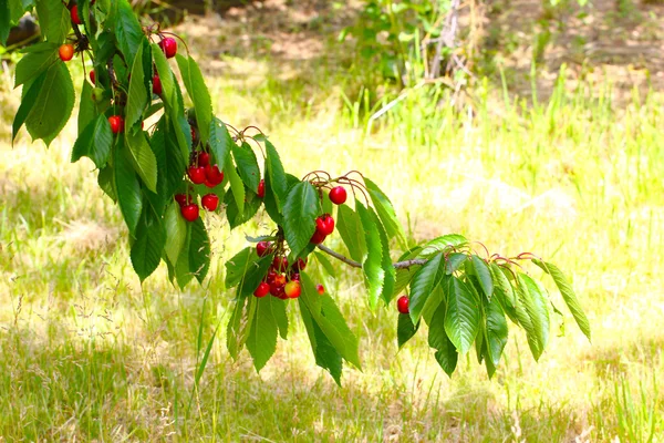 Brindilles et fruits de cerises — Photo