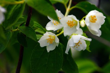 Yasemin güzel çiçekler