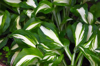 hosta yeşil yaprakları