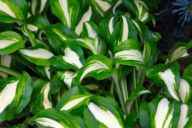 hosta yeşil yaprakları