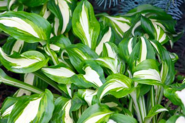 hosta yeşil yaprakları