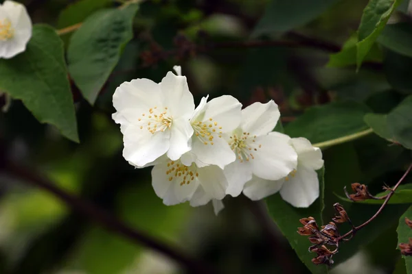 Schöne Jasminblüten — Stockfoto