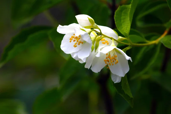 Beautiful flowers of jasmine — Stock Photo, Image