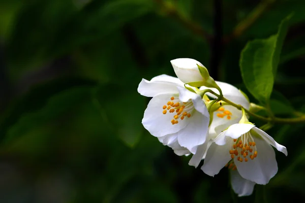 Beautiful flowers of jasmine — Stock Photo, Image