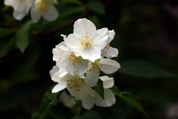 Beautiful flowers of jasmine — Stock Photo, Image