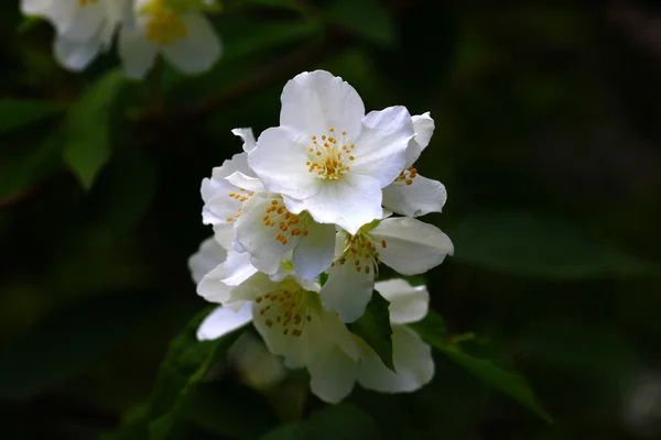 Beautiful flowers of jasmine — Stock Photo, Image