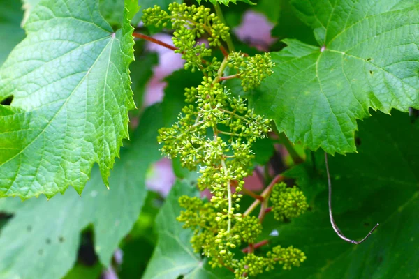 Brush of green grapes — Stock Photo, Image