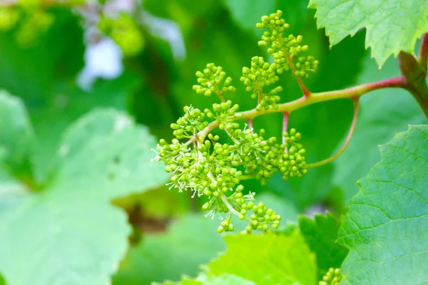 Escova de uvas verdes — Fotografia de Stock