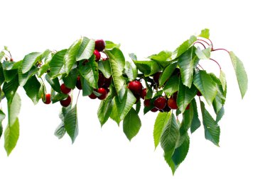 meyve ve yaprakları kiraz