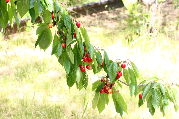 Owoców i liści wiśni — Zdjęcie stockowe