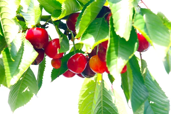 Früchte und Blätter der Kirsche — Stockfoto