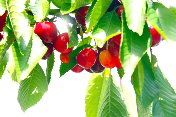 Vruchten en bladeren van kers — Stockfoto