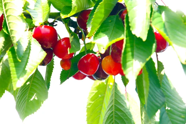 Frukter och blad av körsbär — Stockfoto