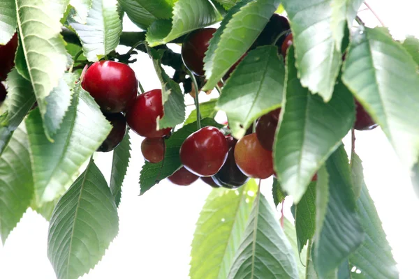 Frutos e folhas de cereja — Fotografia de Stock