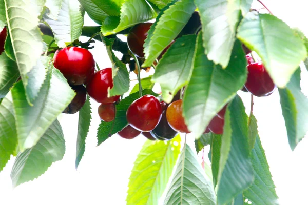 Früchte und Blätter der Kirsche — Stockfoto