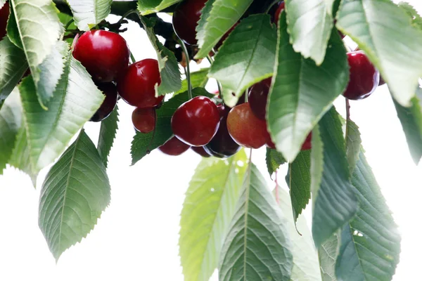 Frutos e folhas de cereja — Fotografia de Stock