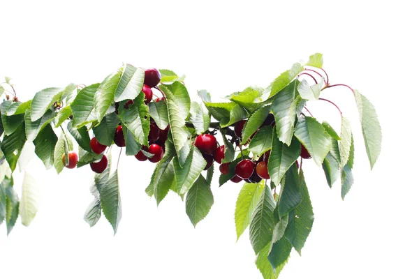 Frutas y hojas de cereza — Foto de Stock