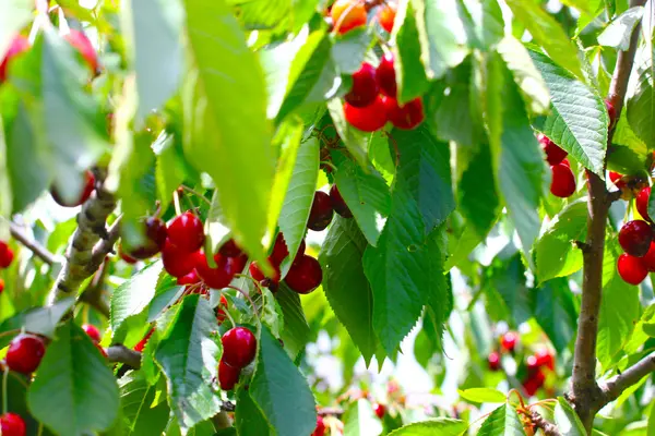 Vruchten en bladeren van kers — Stockfoto