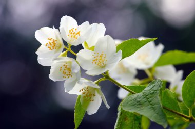 güzel bir Yasemin çiçeği