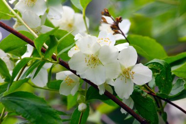 güzel bir Yasemin çiçeği