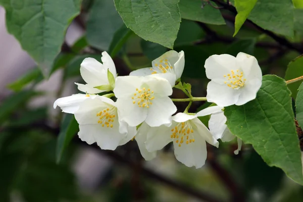 A beautiful jasmine flower — Stock Photo, Image