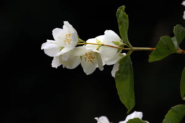 Une belle fleur de jasmin — Photo