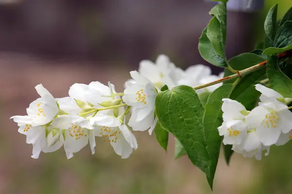 Un bellissimo fiore di gelsomino — Foto Stock