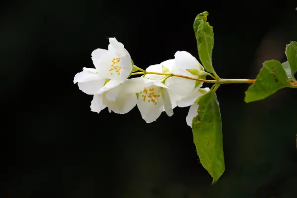 A beautiful jasmine flower — Stock Photo, Image