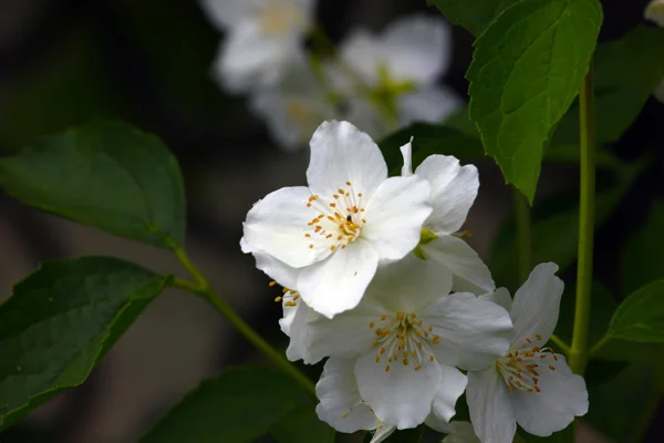 Uma bela flor de jasmim — Fotografia de Stock