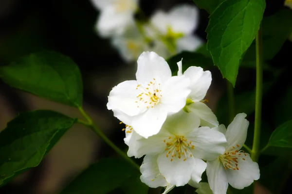 A beautiful jasmine flower — Stock Photo, Image