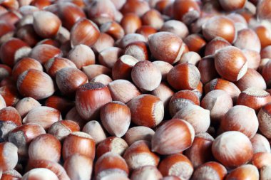 Olgun fındık demet