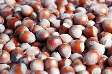 Olgun fındık demet