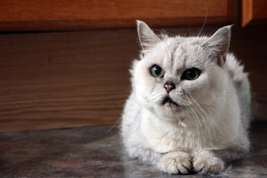 yaşlı kedi portresi