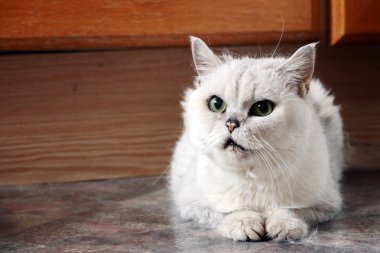 yaşlı kedi portresi