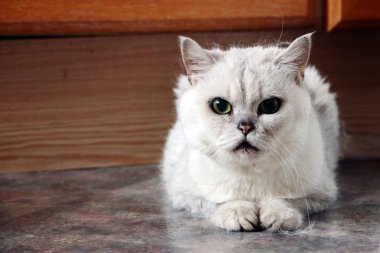 yaşlı kedi portresi