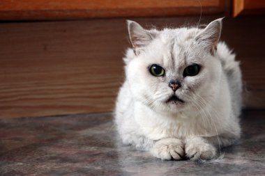 yaşlı kedi portresi