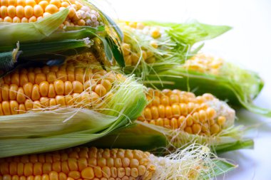 Güzel olgun Mısır