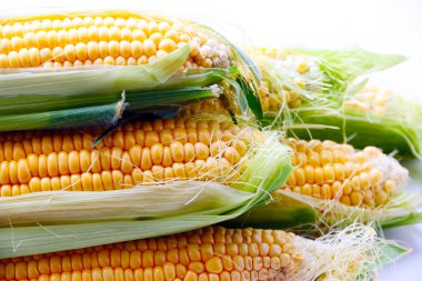 güzel olgun Mısır