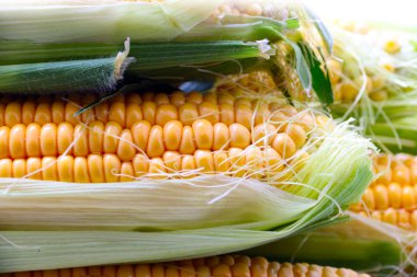 güzel olgun Mısır