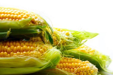 Güzel olgun Mısır