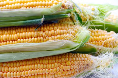 güzel olgun Mısır