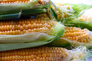 Güzel olgun Mısır