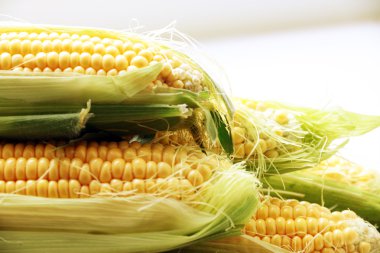 güzel olgun Mısır