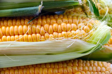 güzel olgun Mısır