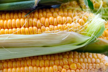 güzel olgun Mısır