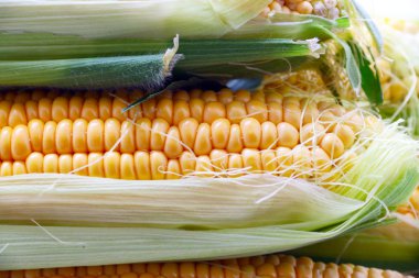 Güzel olgun Mısır