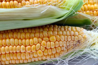 güzel olgun Mısır